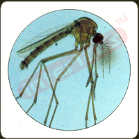 Culex, (House Mosquito), w.m.